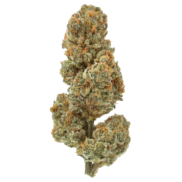 Blueberry Lobster - Exotic