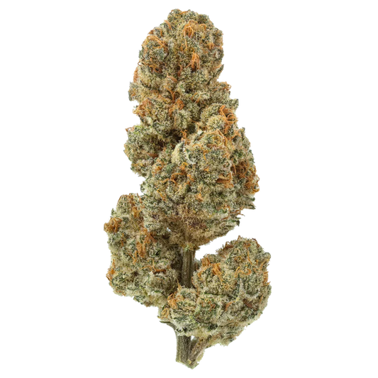 Blueberry Lobster - Exotic
