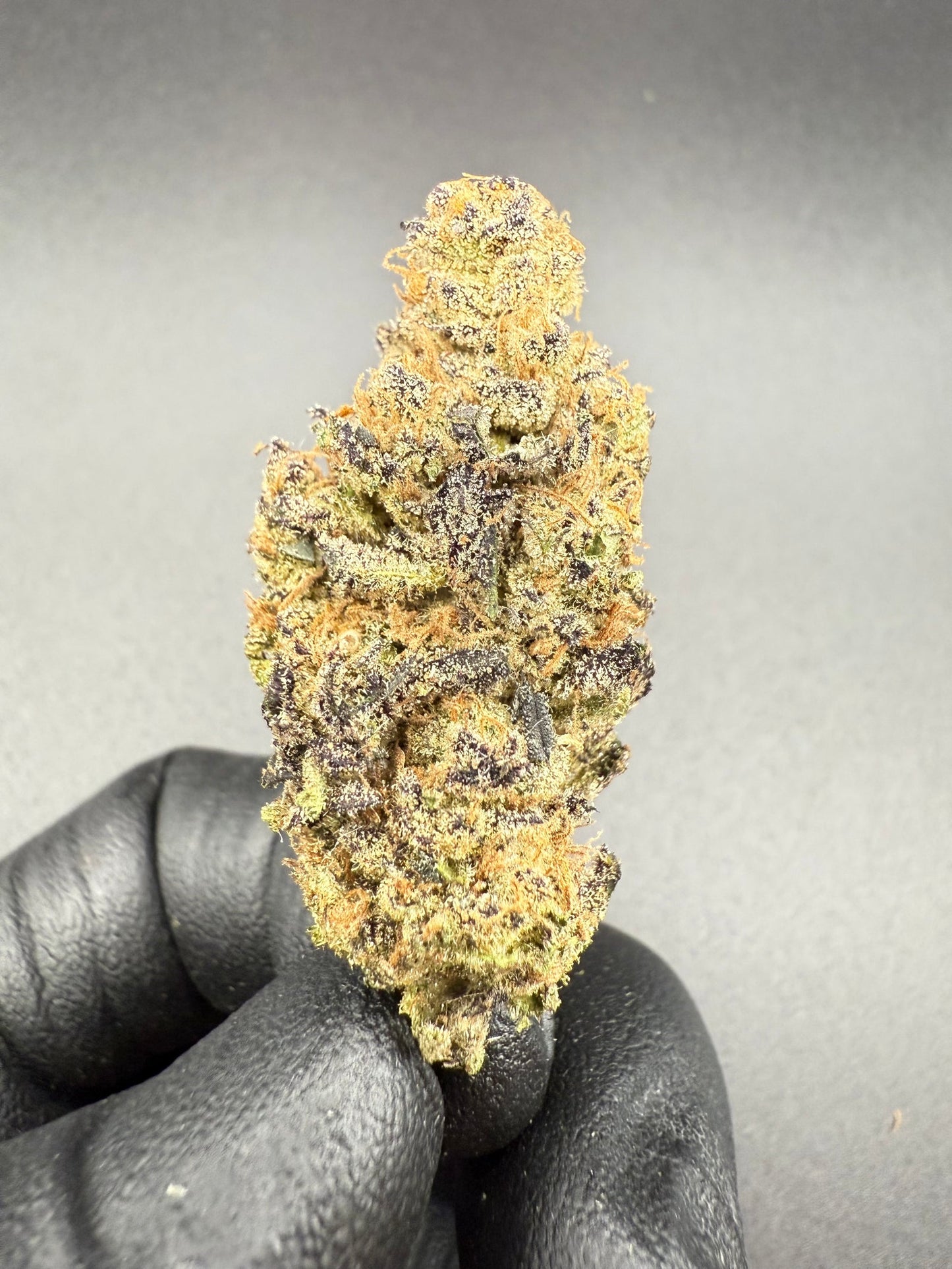 Jack Murphy - Premium