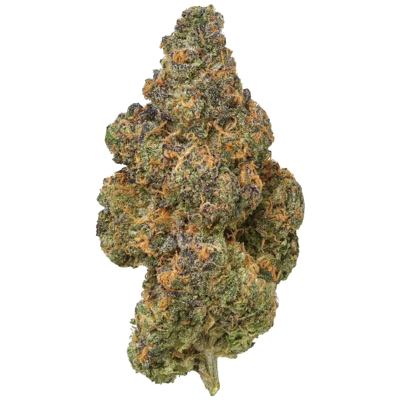Black Maple - Exotic
