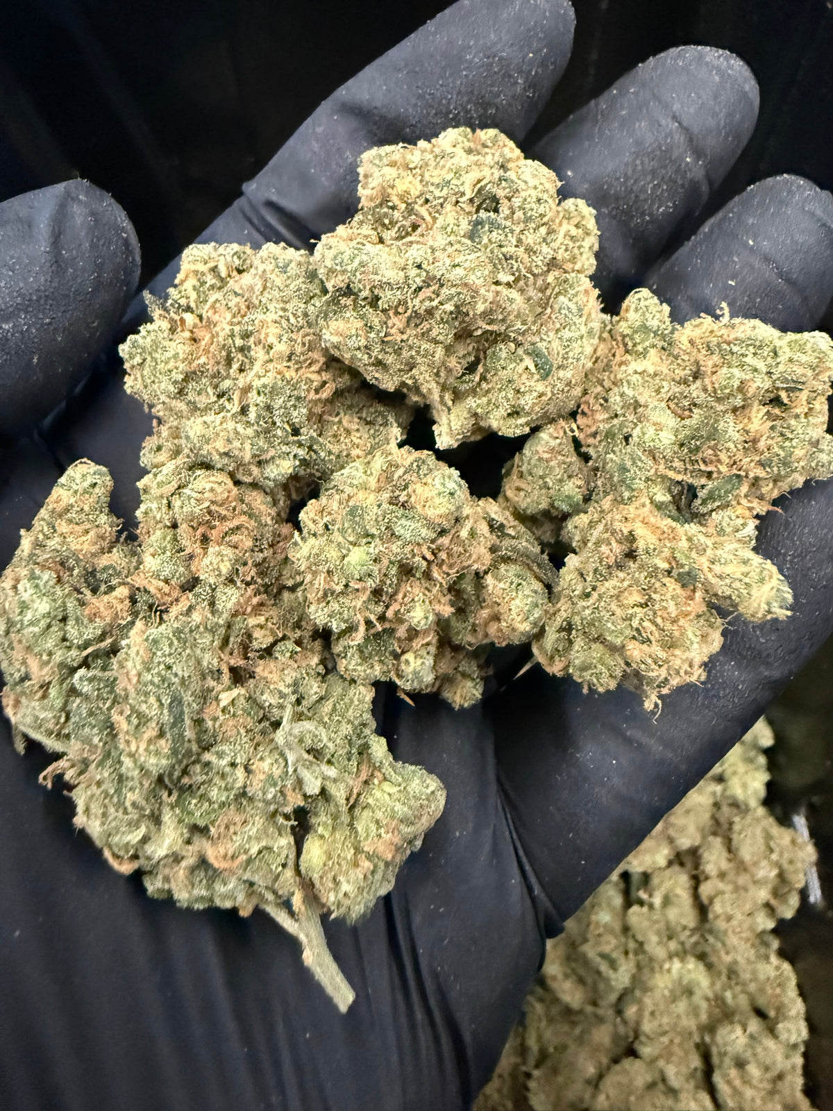 Blue Dream - Exotic